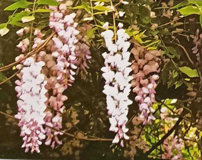 国画教程 一步一步教你画紫藤 收藏起来吧