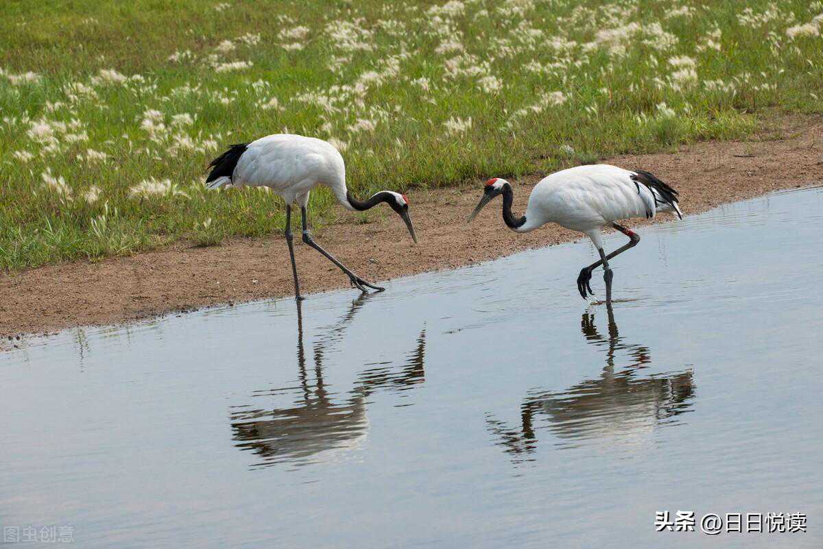 古代最厉害的毒药“鹤顶红”是什么制成的？