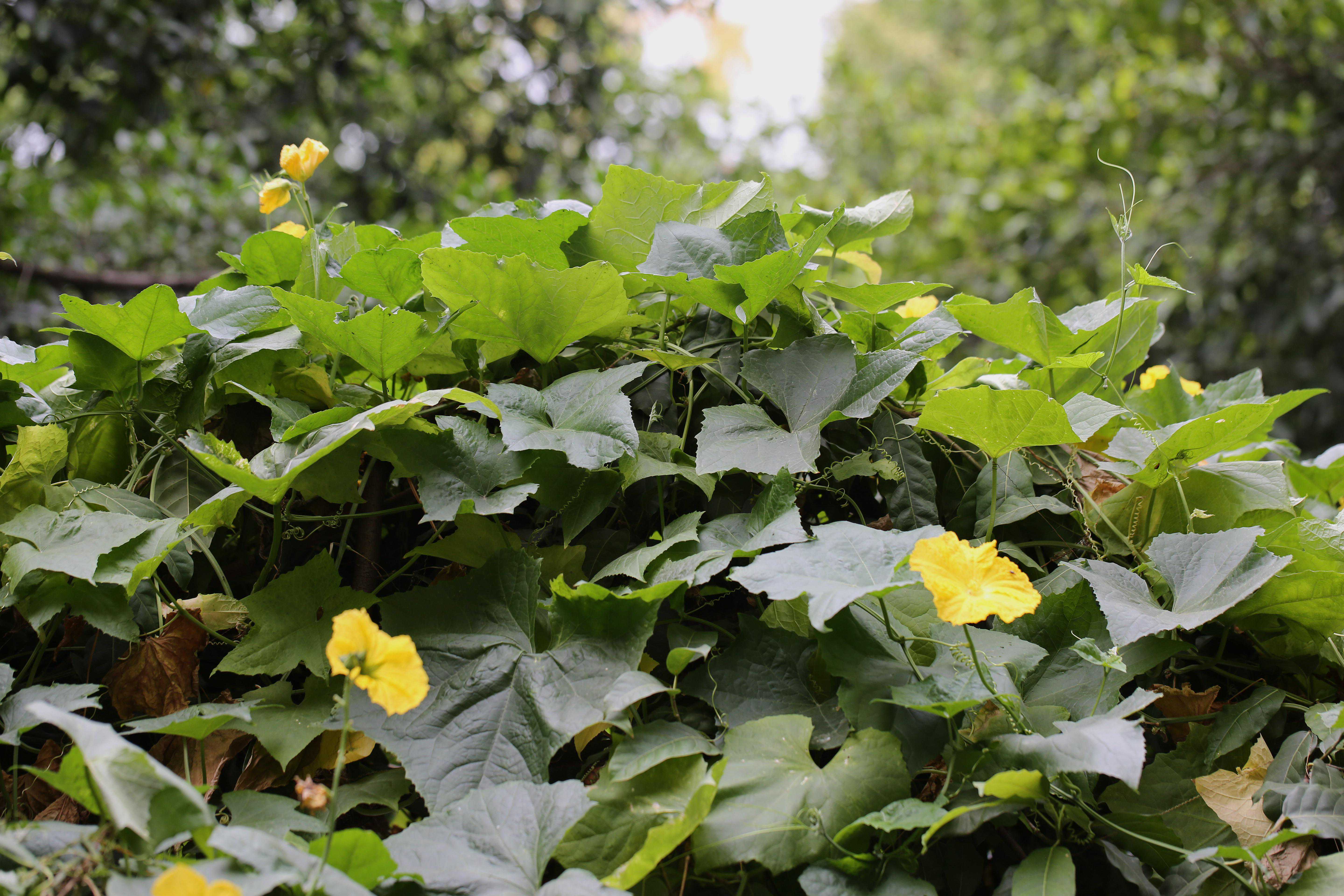 丝瓜与广东丝瓜，清香总在黄昏后