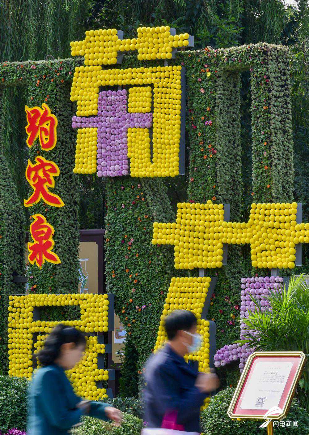 观泉、戏鱼、赏菊花 济南趵突泉配菊花 姿色更迷人