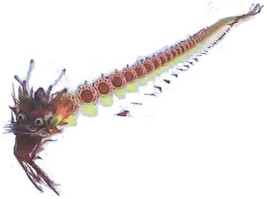 搁浅的放飞背后是一位梦圆的老人