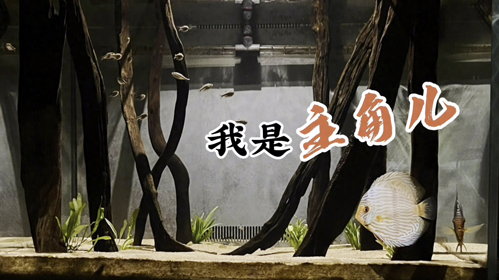 野彩缸选择什么配鱼？