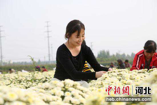河北邢台南和区：特色种植拓宽农民增收路