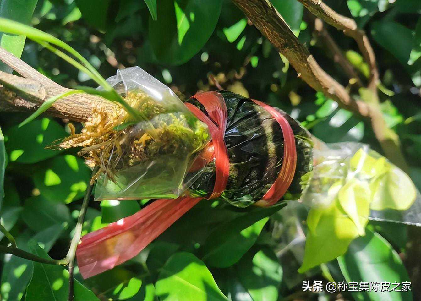 怎样辨别新会陈皮是不是原枝柑，圈枝柑，驳枝柑