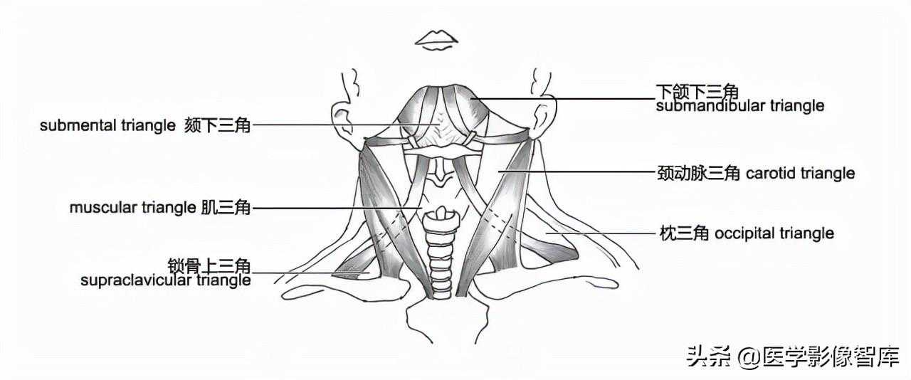 颈部影像解剖「推荐收藏」