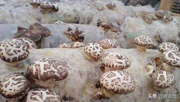 挑选信鸽作为种鸽时，鉴别好坏的方法（收藏）