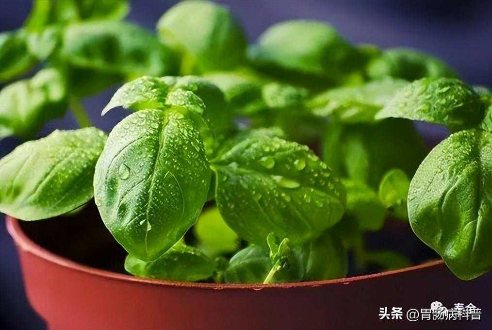 收藏——《中医内科学》所有疾病分型、用方、及方歌（下）