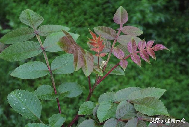 养鸡秘诀：养鸡巧用五倍子，养鸡人收藏一下吧！