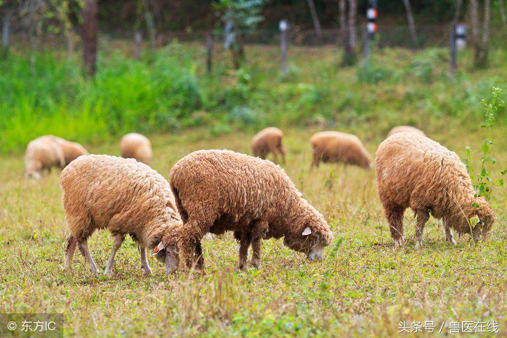 10种中草药偏方，治疗常见羊病 ~安全有效 收藏！