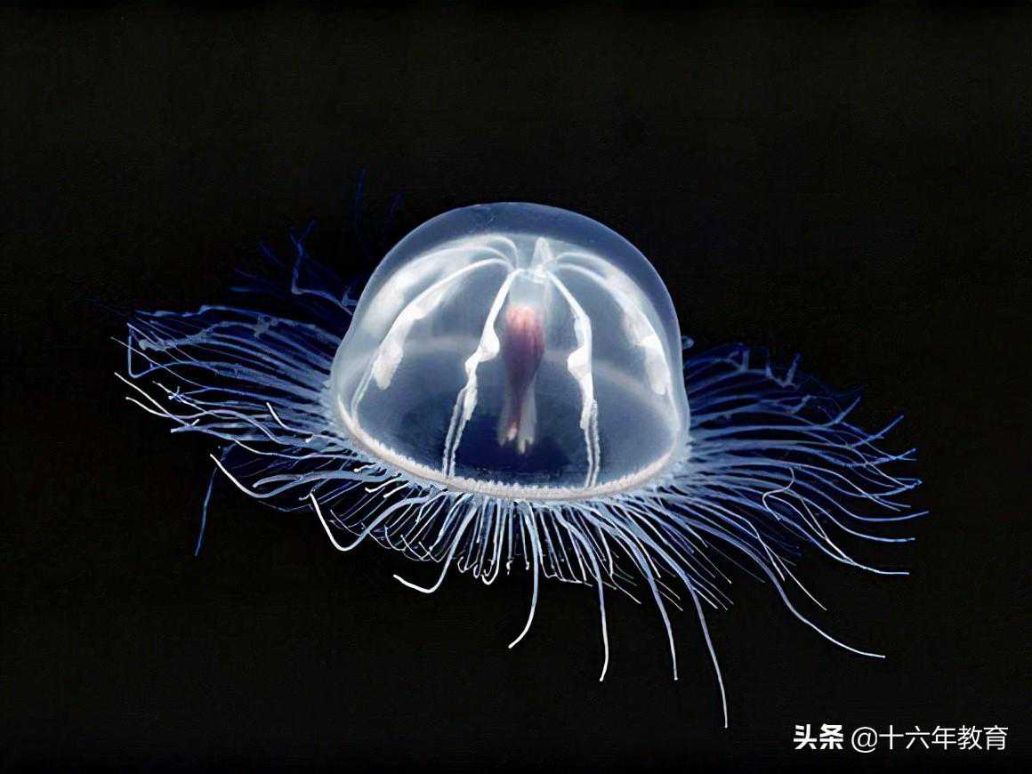 高中生物总复习“酶”知识点及考点汇编（建议收藏）