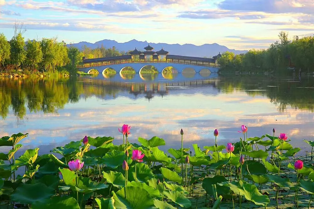 收藏！「2022秦皇岛赏荷指南」出炉，万亩盛放景致绝美！