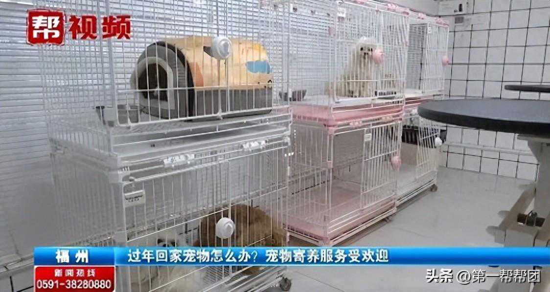 过年回家，宠物怎么办？这份寄养攻略，铲屎官们快收藏