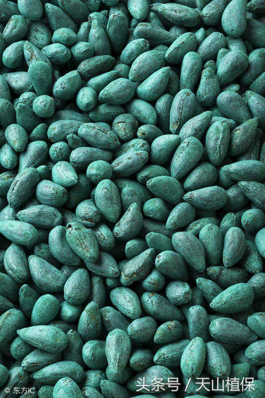 毛巾卷自测种子芽率与种子扦样封样的方法，值得收藏