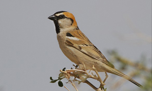 东江揽胜：588张常见鸟类高清图谱，686种鸟类介绍，建议收藏