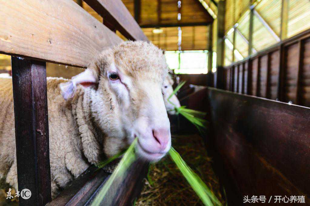 三分钟看懂预混料、浓缩料、全价料、颗粒料的区别，收藏+转发