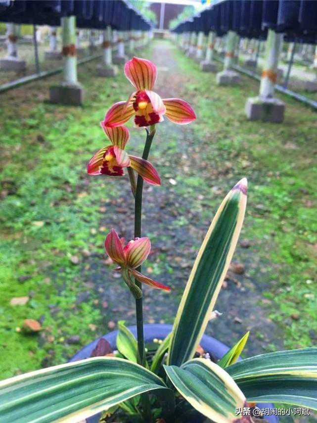 消失三十几年的“最红”矮种兰，正规荷瓣，自然老种，值得你收藏