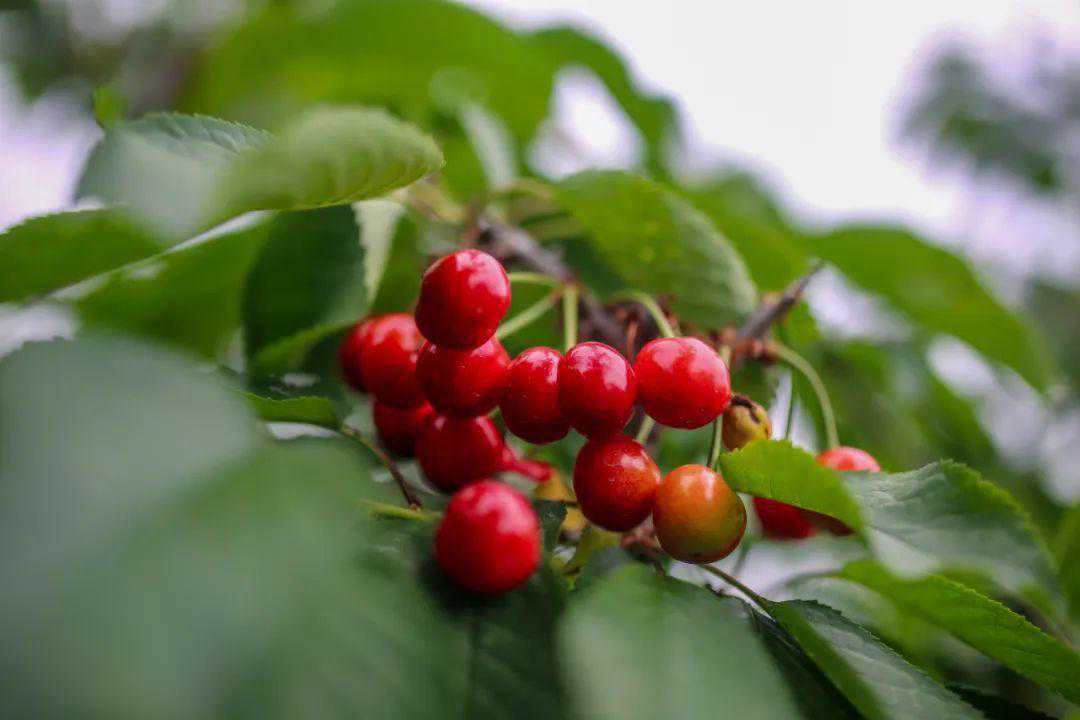 赶快收藏！济南五峰山大樱桃最新采摘攻略来啦，一起来打卡吧~